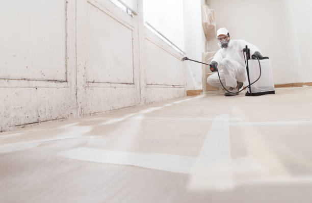 Black mold remediation team in Mountain Lakes